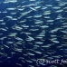 fusilier_bluestreak_cr_gll_h_0038_kom0205.jpg